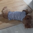 마이쏭 펫샵 이미지