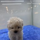 달링하이 포항점 이미지