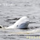 북극해에서 '흰돌고래' 발견! 이미지