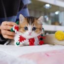 강남 고양이 분양 캣프렌즈 이미지