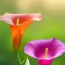 덴마크보청기강북센터 이미지