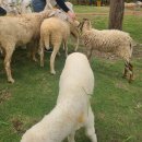 캡틴축산 | 12월(3)