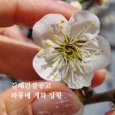(주)나루건설 | 김해건설공고 매화 개화 상황 (2026 기준) | 김해 와룡매 매화 명소