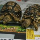 거북이마트