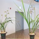 제주한란전시관 이미지