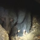 지리산밧데리 이미지