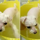 퍼피앤유 | 말티즈&#39; 콩쥐 - [퍼피앤유 애견미용, 말티미용, 마이크로버블스파, 동작구 사당동]