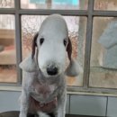 달이네 애견미용실 이미지