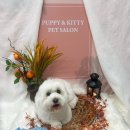 멍냥펫쌀롱 이미지