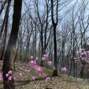 김포 장릉 | 김포 장릉 꽃구경 후기 ㅣ 서울 근교 가볼만한 곳 힐링 산책 명소 추천