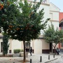 스페인 세비야 쇼핑 망고/자라/마시모두띠/키코/Orange Tree Sevilla/사보르아/메트로폴 파라솔