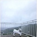 고원목장(2) | 강원도 태백 "몽토랑산양목장" 후기 한국의 알프스라 불리는 이유