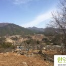한잎새