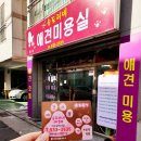 순도리네애견 이미지