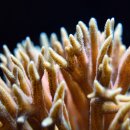 산호 이미지