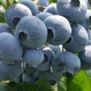 오창농장 이미지