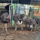 타조사육장 이미지