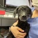 더조은 동물의료센터 이미지