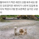 맥날 더블치즈버거 vs 쿼터파운드치즈 골라주라 이미지