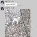 뽀송강아지 이미지