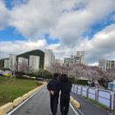 2026년 순천 용당 뚝방 벚꽃축제"벚꽃엔딩"솔직후기 (아빠와 딸 데이트)