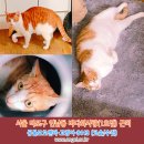 잃어버린 고양이를 찾습니다! 서울시 마포구 연남동 바다회사랑(1호점)근처 원룸(문 열린 틈을 타 나감) 이미지