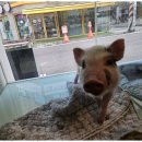 퍼피살롱 | 부개역애견미용 퍼피살롱에서 특별한 하루를 보냈어요