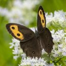 우드님프 이미지