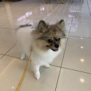 도그마루 강아지 고양이 동탄점 이미지