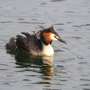 뿔논병아리[ great crested grebe ] 육추(育雛) 이미지