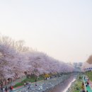 벚꽃살롱