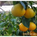 미래로농장 이미지