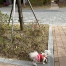 태안 1박2일 여행 (애견동반 펜션 / 핫도그펜션 / 얄개분식 / 카페추천 / 팜카밀레허브농원)