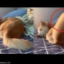 꼬리 흔드는 강아지 이미지