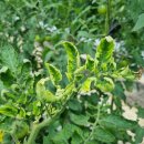 흥농팜아그로 이미지