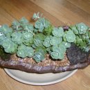 들꽃나라 이미지