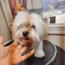 유스타 그루밍 이미지