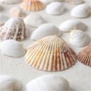 소라 이미지
