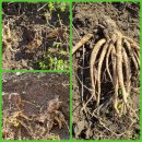 성립농장 이미지