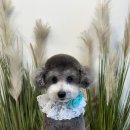 견공간샵 이미지