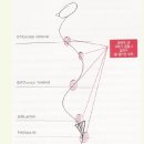 오리궁뎅이 이미지