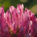 레드클로버 이미지