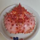 킹크럽 네이버블로그