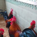 게임잉글리쉬 이미지