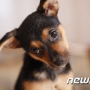 내성동물병원 이미지