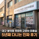 야옹아 놀자 경주점 | 9살 콩이가 5년째 다니는 대구 고양이 미용실 후기