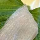 8딱8딱회바라기 이미지