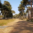 소나무숲 이미지