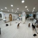 양코치 애견카페 | 수원 영통 양코치 애견카페 방문 후기 - 임시보호까지 완벽한 곳!