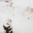 비케이 Daum카페